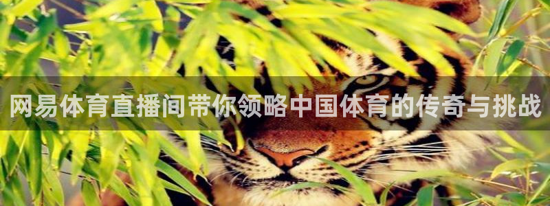 网易体育直播间带你领略中国体育的传奇与挑战