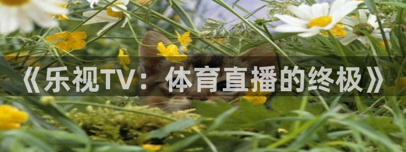 《乐视TV：体育直播的终极》