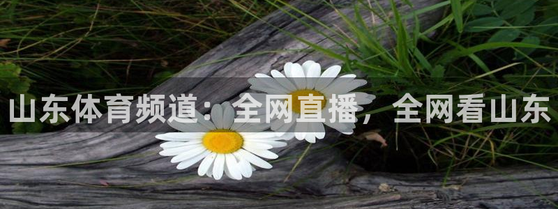 山东体育频道：全网直播，全网看山东