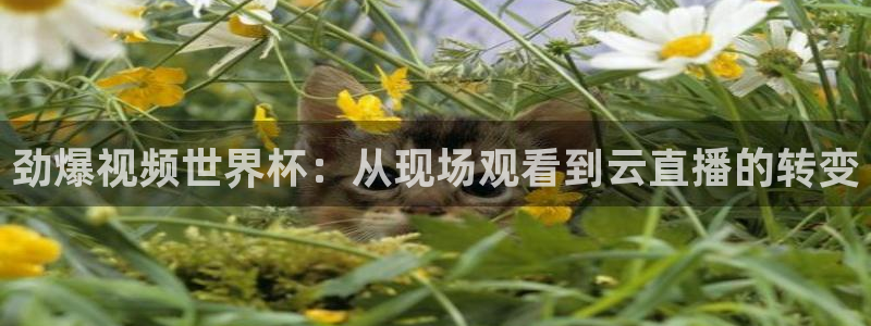 劲爆视频世界杯：从现场观看到云直播的转变