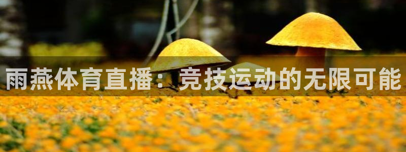 雨燕体育直播：竞技运动的无限可能